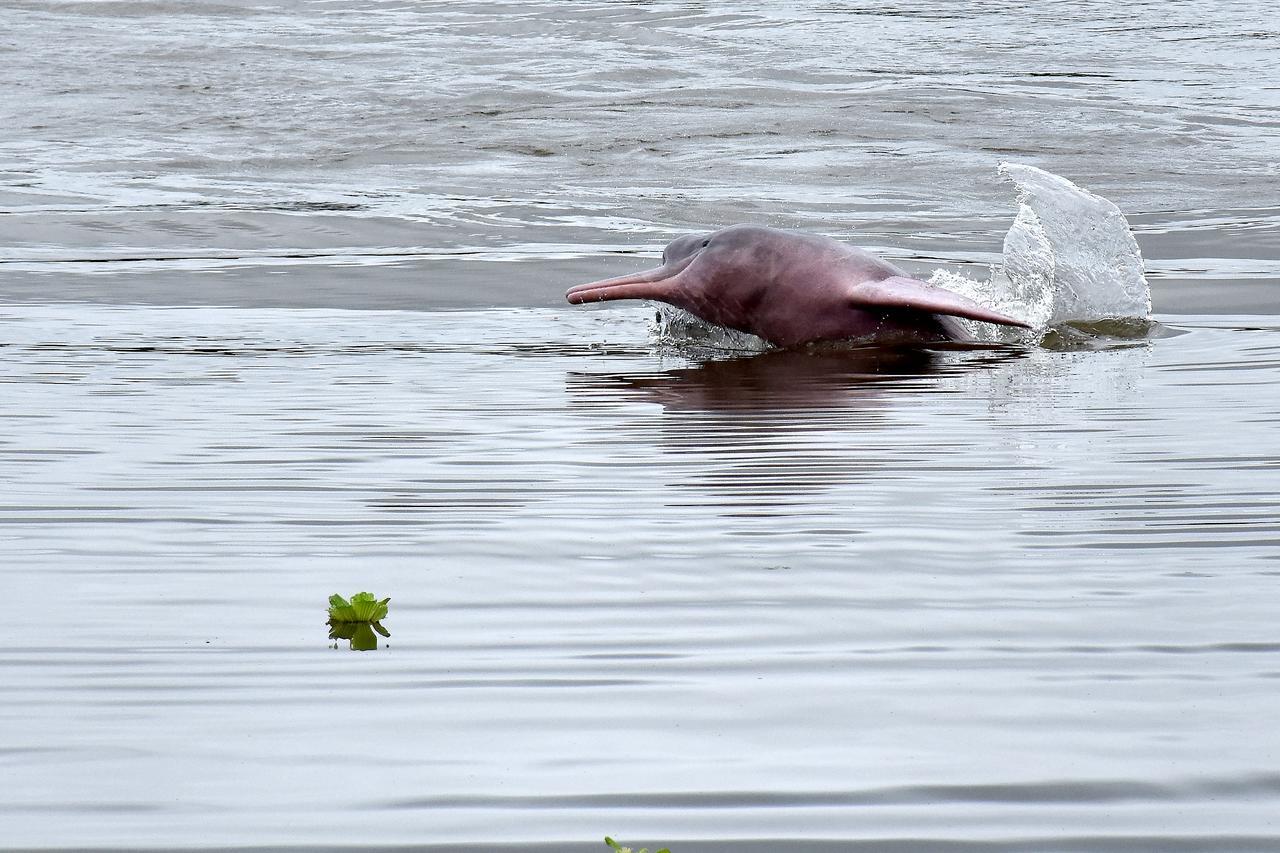 Yaku Amazon Lodge & Expeditions Параисо Экстерьер фото