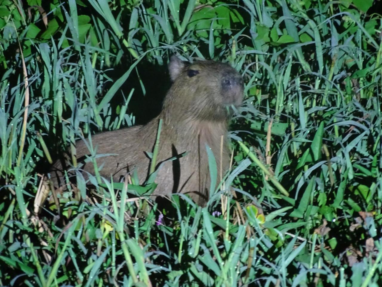 Yaku Amazon Lodge & Expeditions Параисо Экстерьер фото